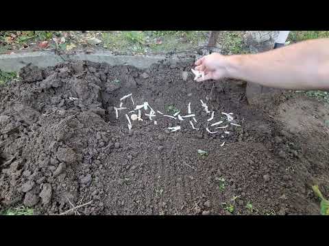 Videó: Torma termesztése: ültetés és gondozás