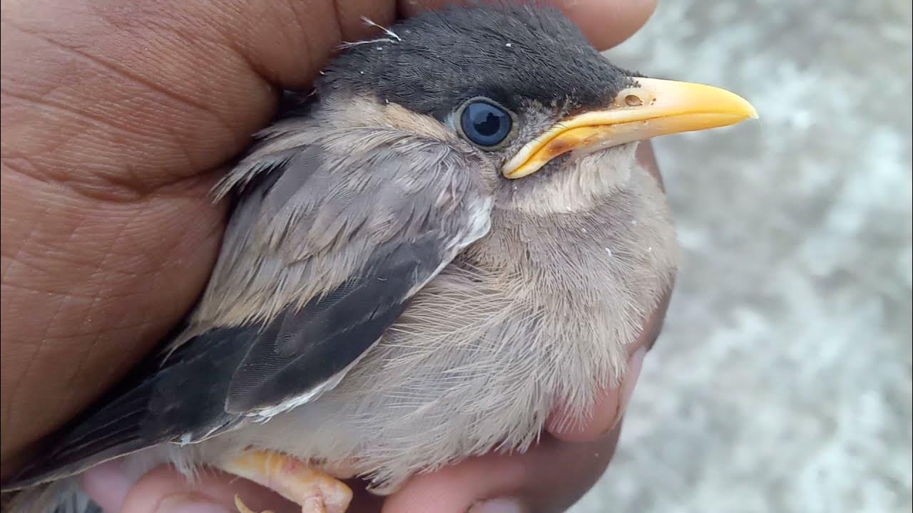 சிட்டு குருவி BirdsofParadise Project Introduction Birds