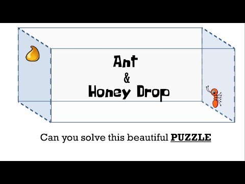Ant & Honey