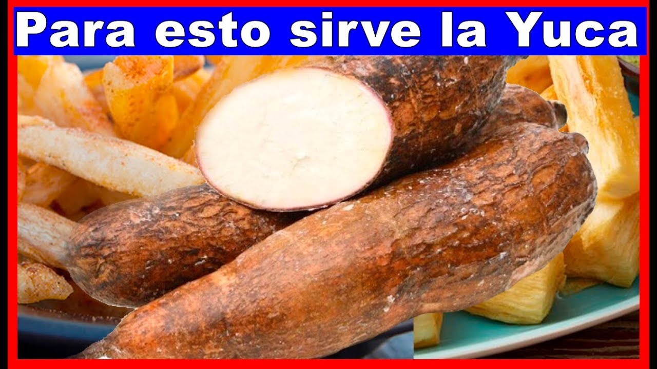 plantari noene Cuando descubras estos secretos de la yuca, no saldrán de tu mesa, de comer!