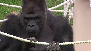 シャバーニ家族149  Shabani family gorilla