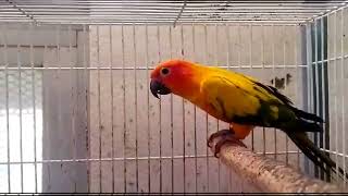 sun conure breeding pair with DNA testing by Dog Show World 10 views 2 months ago 1 minute, 1 second