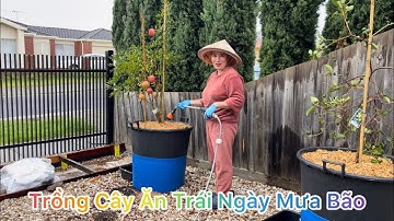 CUỘC SỐNG ÚC l TRỒNG CÂY ĂN TRÁI TRONG CHẬU BÁN THUỶ CANH NHÀ CHỊ MỸ VÙNG KING PARK NGÀY MƯA BẢO