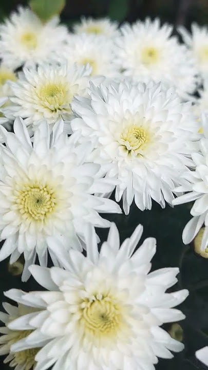 Біла Хризантема #квіти #flowers #garden #сад - YouTube