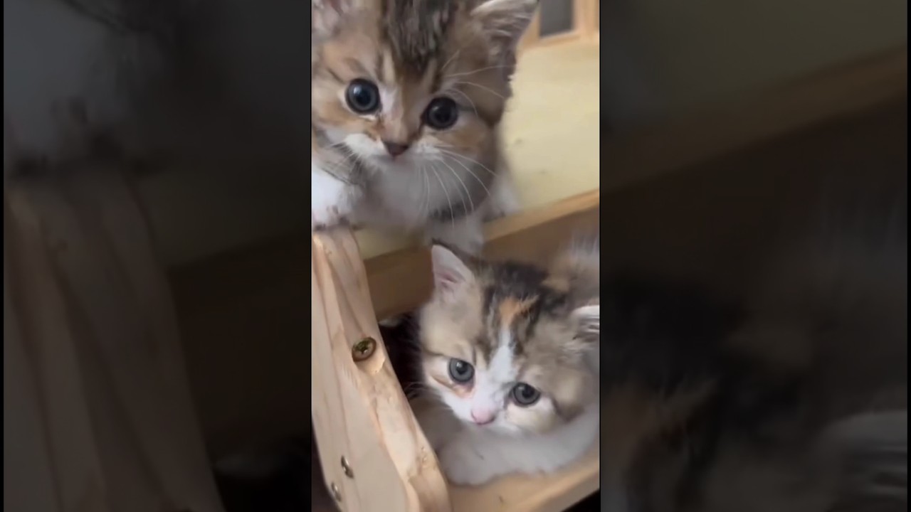 Cute Cat 😺 | 4k status | new WhatsApp status video | 