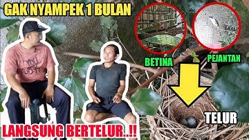 CEPAT SEKALI ‼️ Intip Proses BETERNAK Burung CENDET Ala Mas MUL BONDOWOSO