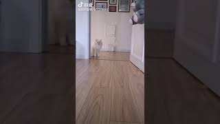 The Cat Is Angry And Peeing