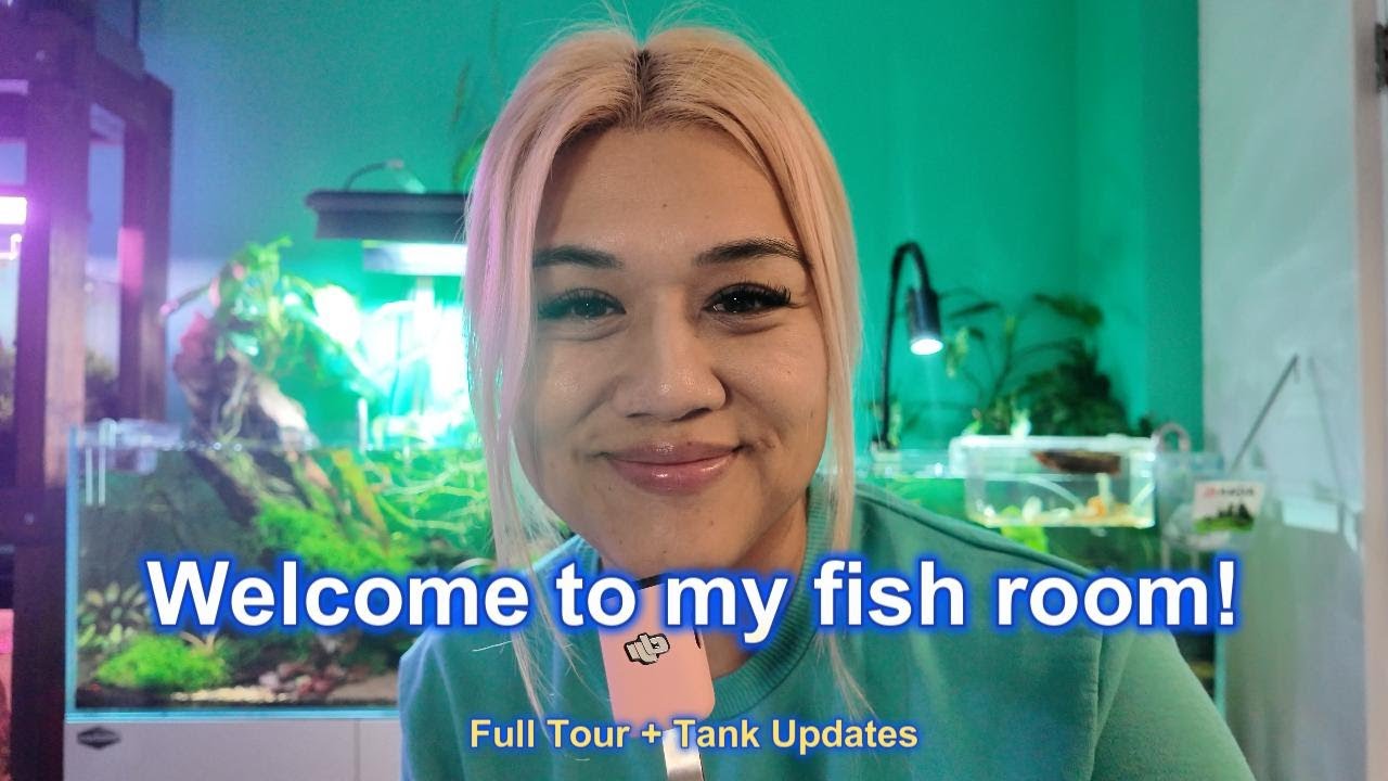Welcome to My Fish Room! Full Tour + Tank Updates