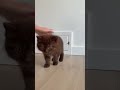#cat #shorts #animals
