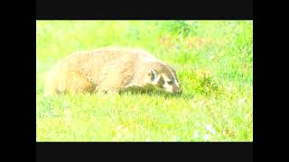 Badger Encounter ` Point Reyes National Seashore