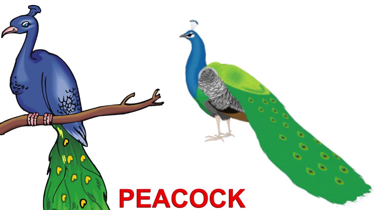 finger family nursery rhymes peacock bird finger family songs collection for kids youtube finger family nursery rhymes peacock bird finger family songs collection for kids