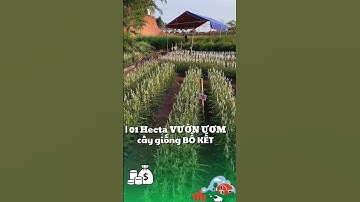 Dự án bảo tồn cây bồ kết dược liệu #câygiốngbồkết #short