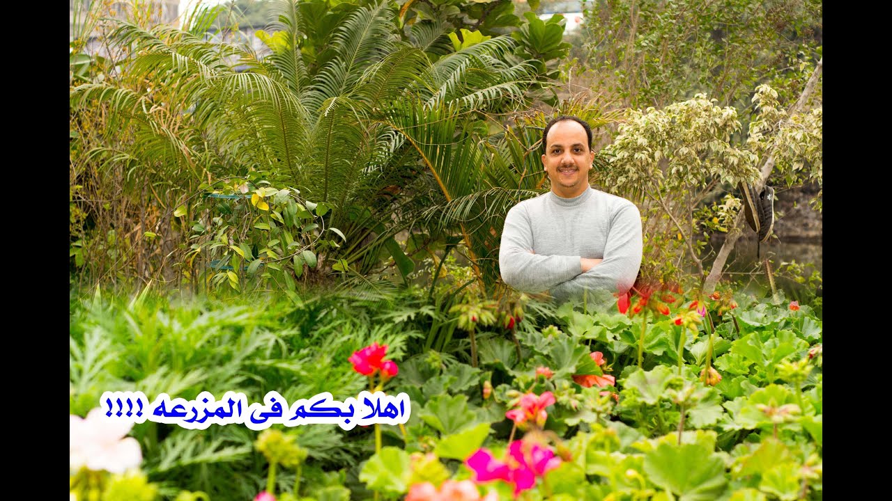 مصطفى الكردى زراعة الأسطح Youtube Channel Analytics And Report Powered By Noxinfluencer Mobile