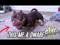 Omg  he is the smallest exotic bully in the dog game