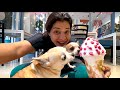 Kids ICE CREAM party at DOG CAFE 🕺| Ss vlogs :-)