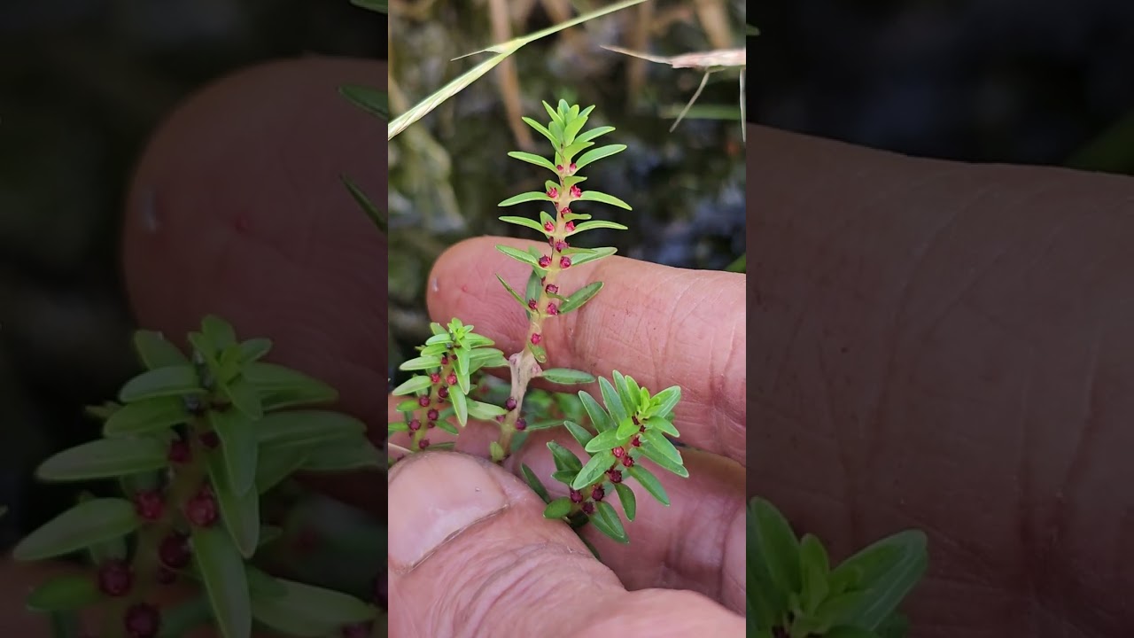 Granite Rock outcrop