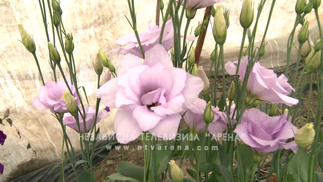 Proizvodnja od 20.000 lizijantusa na imanju Stajića u Velikoj Obarskoj