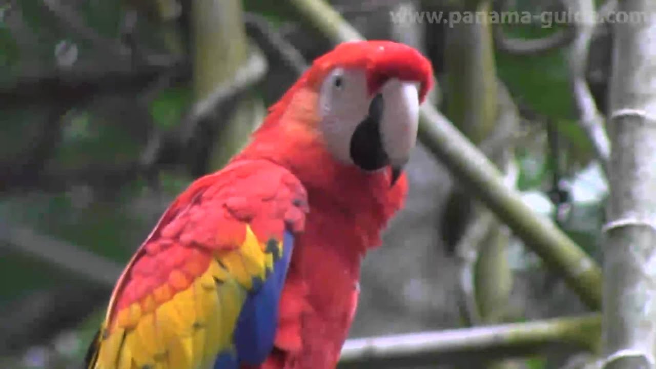 Summit Zoo in Panama