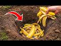 Pour Banana Peels Into A Hole What They Can Do Will Surprise You Creation Hack 