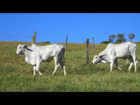 LOTE 46   NIVI 2008 e NIVI 2010