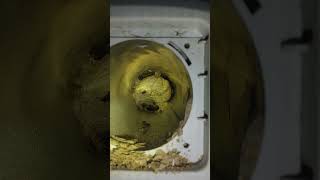Crazy Wasp Nest Removal in Oakville!