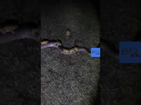 Cane toads catch a ride on 3.5m long snake