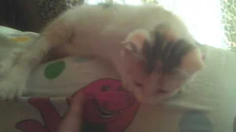 Video 1459491: calico manx, manx kitten, polydactyl kitten, kitten miss