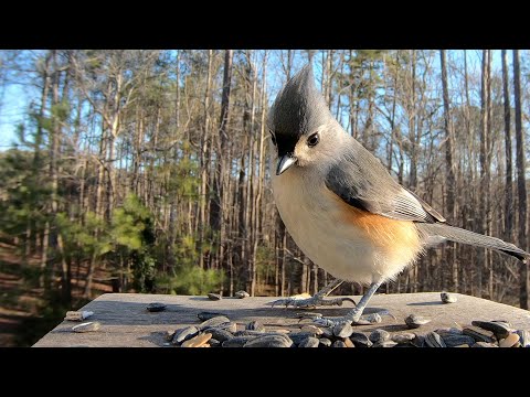 Video: Anong Bird Titmouse