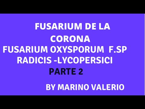 Vídeo: Maridatge De Tomàquet Fusarium