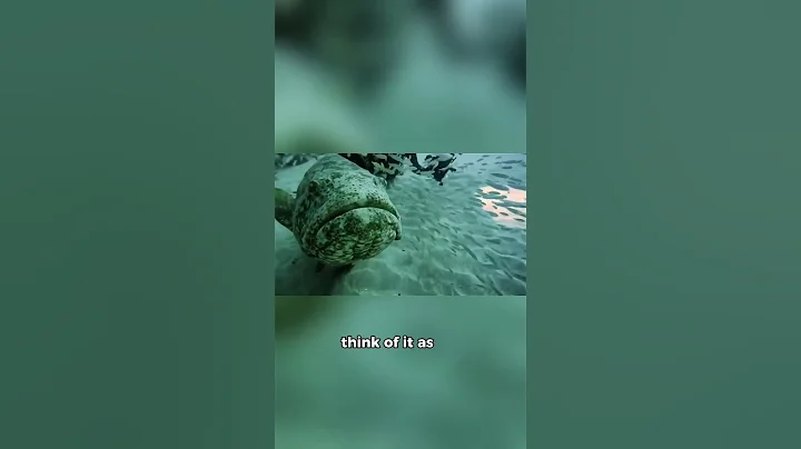 A Fish Bigger Than Your Couch? The Goliath Grouper is a Reef GIANT!  #facts #fish #shorts #sealife