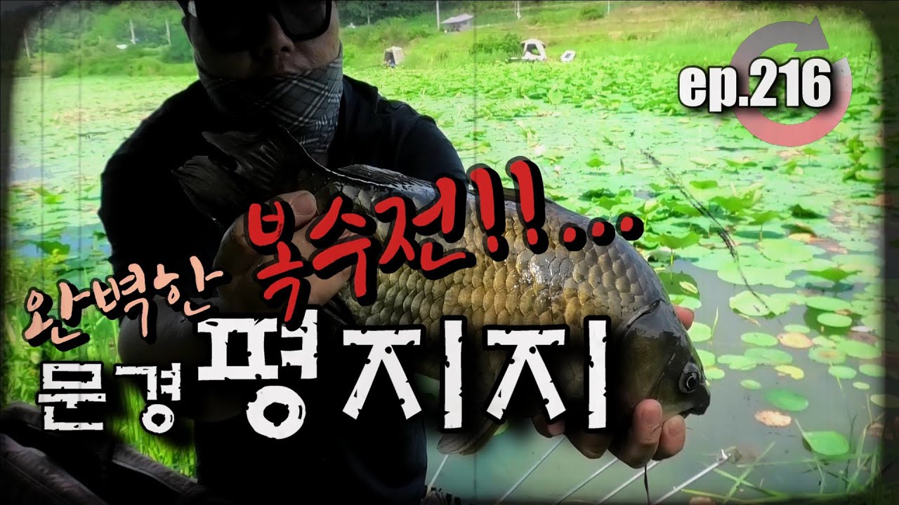 [ep.216] 완벽한 복수전!! 연밭 터줏대감, 괴물을 만나다!! #대물낚시 #붕어낚시 #평지지 #연밭낚시