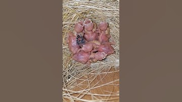 #mashallah#lovebirds#birds#javabirds#viral#shorts@naveedsheikhofficial @NexusBirds