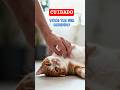 O erro FATAL do carinho na barriga (Por que eles mordem?) 🚫🐱