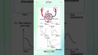 2012 Ve 2016Da Soruldu Kan Basıncı Değişimi Grafiği Ayt Biyoloji