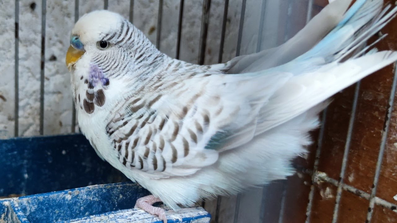 فتح عش التكساس الاحجام