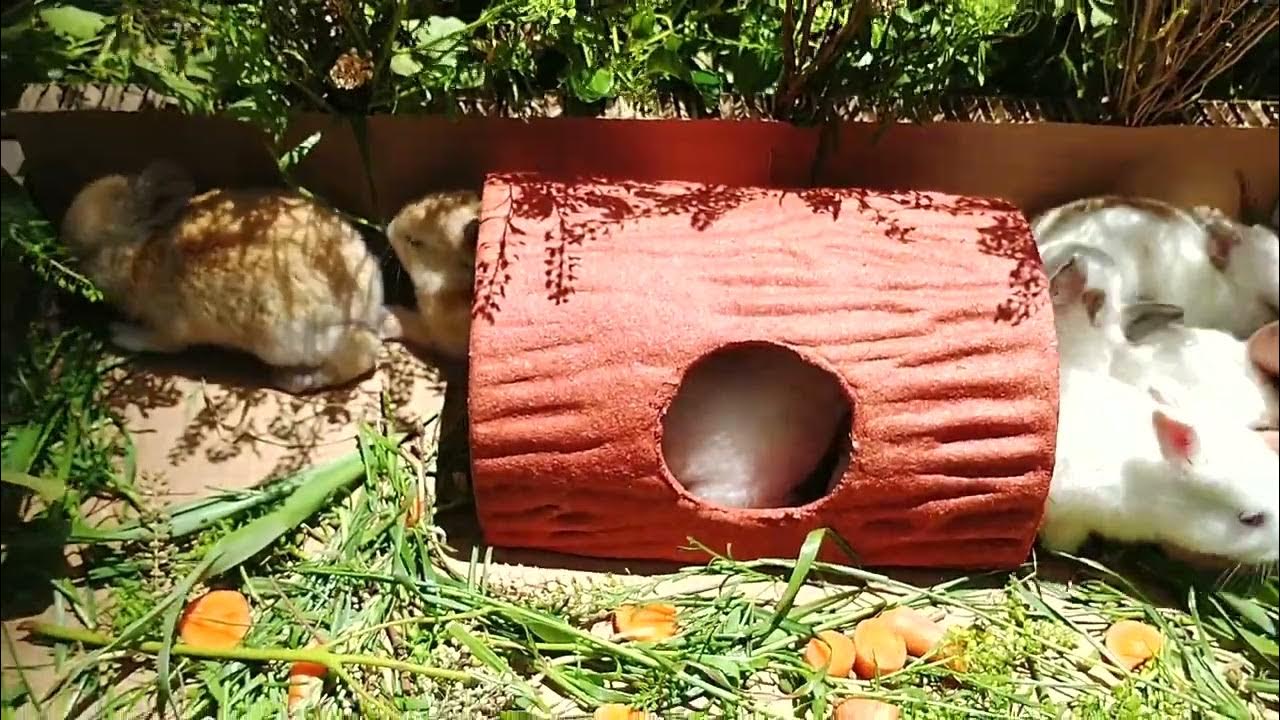 Urban Bunnies Farm Adopt a baby Bunny direct from urban farmers YouTube