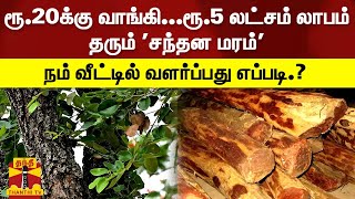 ரூ.20க்கு வாங்கி...ரூ.5 லட்சம் லாபம் தரும் 'சந்தன மரம்' - நம் வீட்டில் வளர்ப்பது எப்படி.?