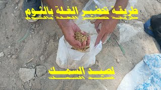 طريقة تحضير الغلة بالثوم (القمح) لصيد السمك How to prepare yield with garlic (wheat) for fishing