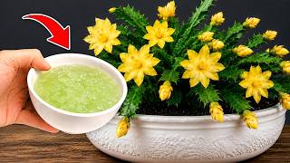 🌸Just 1 Glass! Any Plant Will BLOOM Like Crazy!