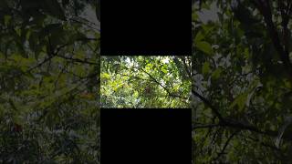 Village Boys Harvest Lychees Straight From The Tree Fresh Juicy