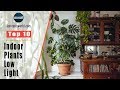 Top 10 Indoor Plants For Low Light