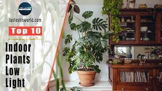 Top 10 Indoor Plants For Low Light