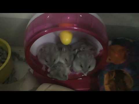 cute-funny-hamsters-sleeping-together-in-a-hamster-wheel
