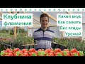 Рассада клубники сорта ФЛАМИНИЯ: описание, урожайность, советы и секреты сорта | Питомник Ваганова