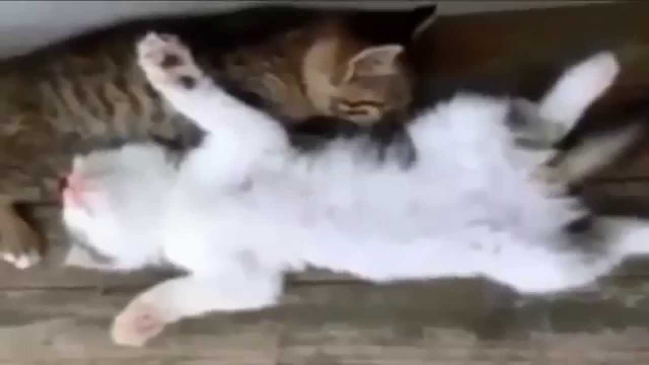 camera iphone 8 plus apk FUNNY ANIMALS COMPILATION 2014: Ulitmate Funny Cats Sleeping Compilation 2014 NEW KITTENS VIDEO