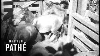 Horses And Mules - Part 2 (1917)