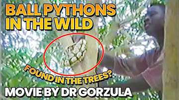Ball Pythons in the Wild: The Original Film 1997