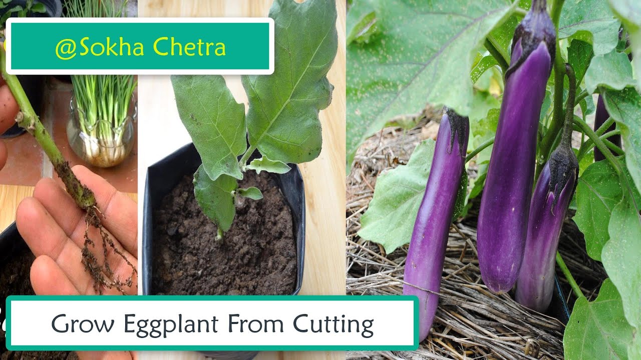 How To Grow Eggplant From Cutting ( No one Tells You) YouTube