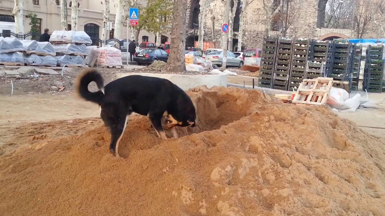 Sokak köpekleri istanbul YouTube