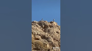 سورة نور أية 41